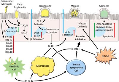 Early immune and host cell responses to Cryptosporidium infection